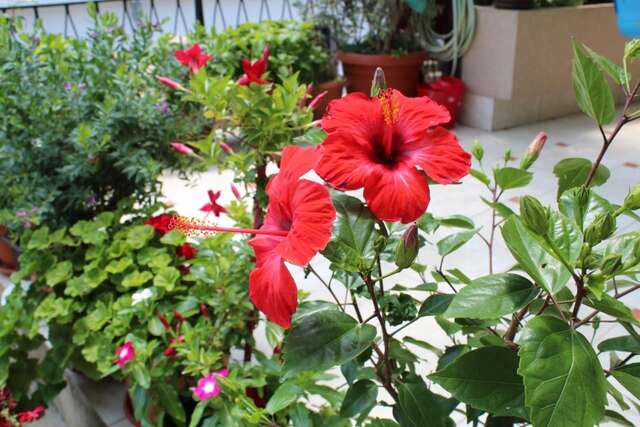 Гостевой дом Apartments Gazi Улцинь-28